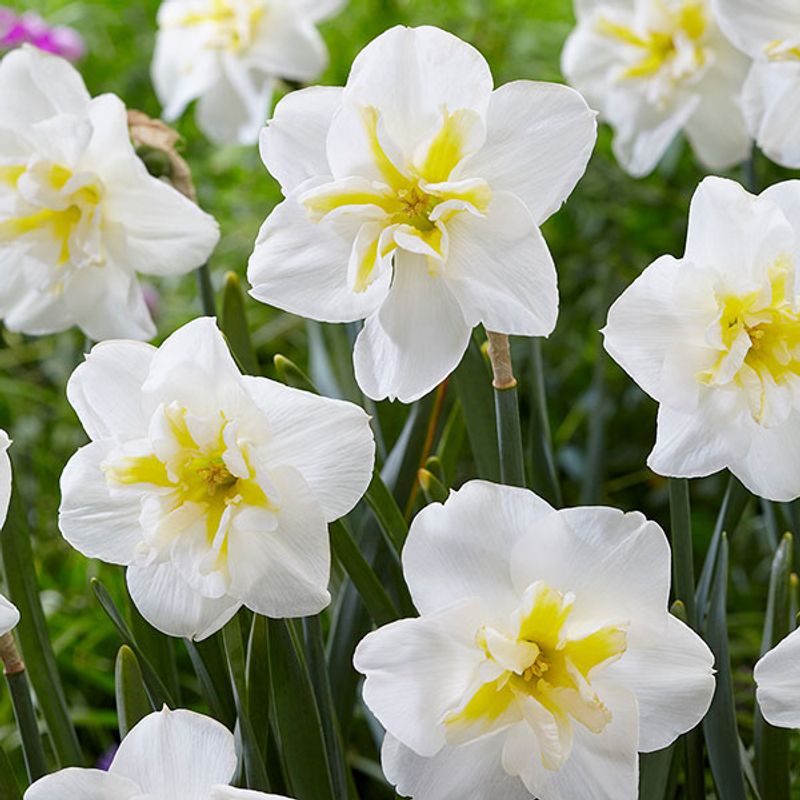 Påskelilje Lemon Beauty - 5 løk