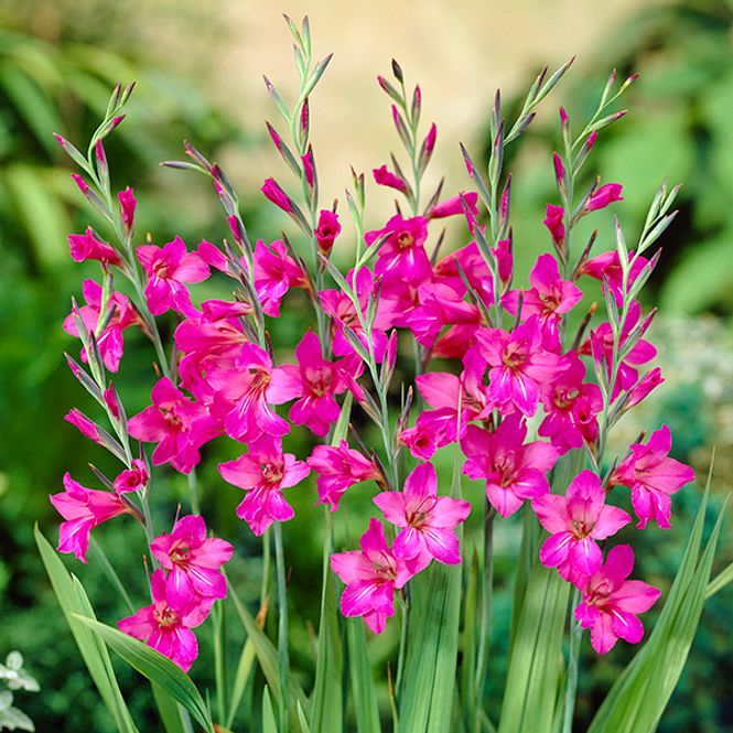 Hovedbilde Gladiolus byzantiunus - 10 knoller