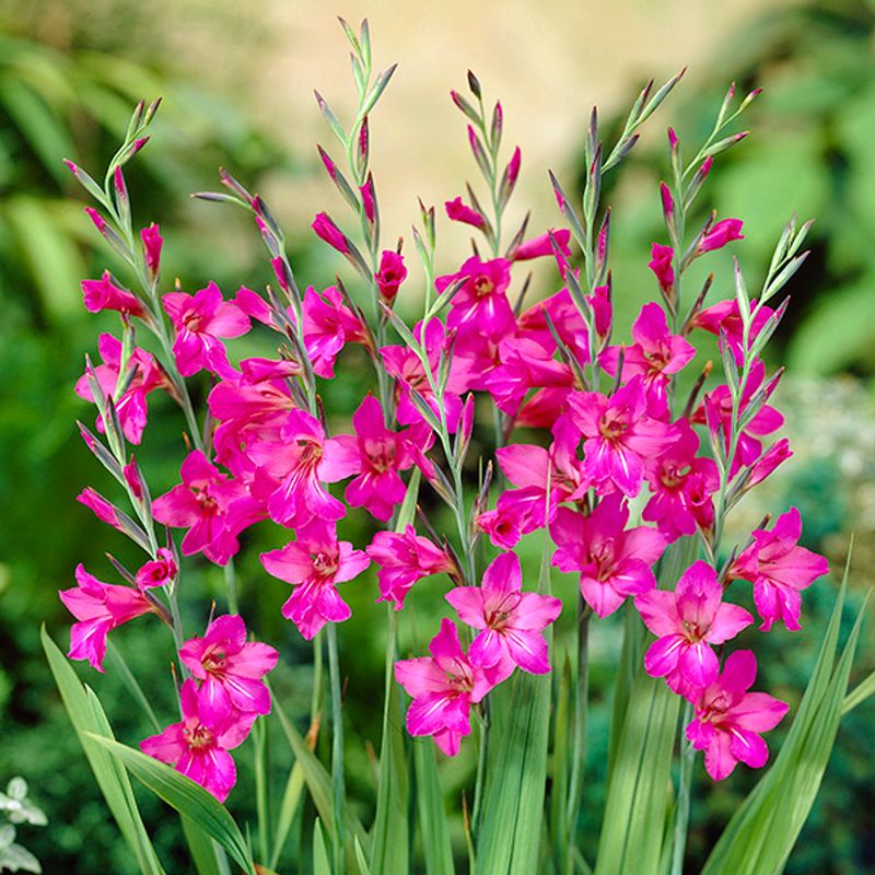 Gladiolus byzantiunus - 10 knoller