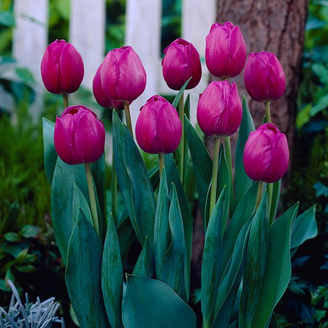 Hovedbilde Tulipan Negrita - 10 løk 