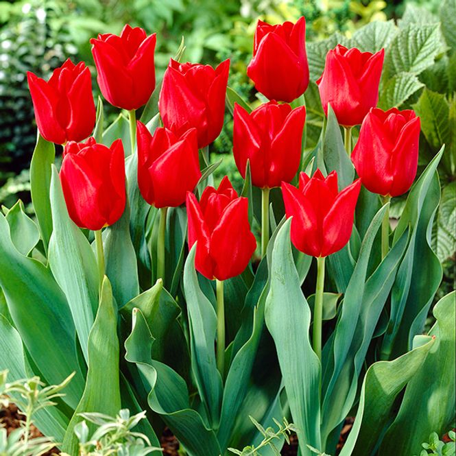 Hovedbilde Tulipan Oscar - 15 løk