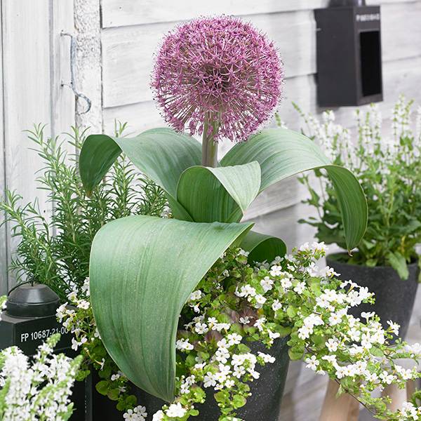 Bilde av Allium karatawiense Red Giant - 5 løk - Nyhet!