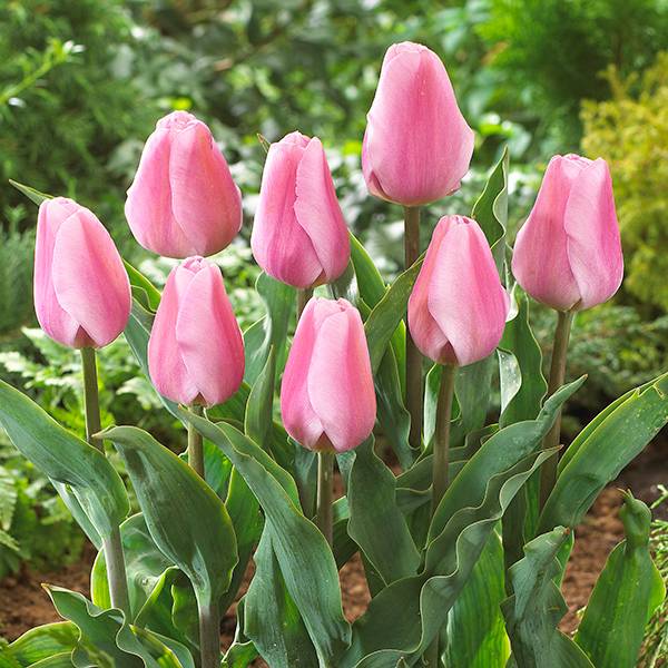 Bilde av Tulipan Synaeda Amor - 10 løk - Nyhet!