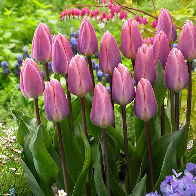 Hovedbilde Tulipan Light and Dreamy - 8 løk 