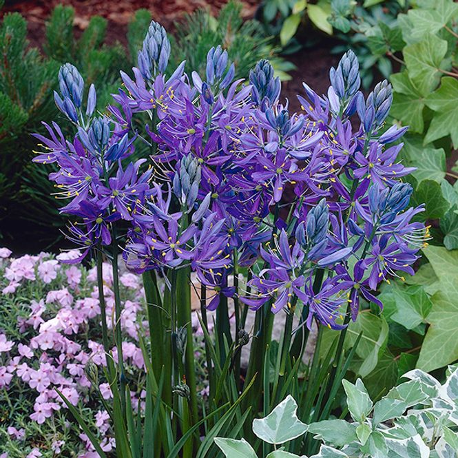 Hovedbilde Camassia quamash - Stjernehyasint - 10 løk