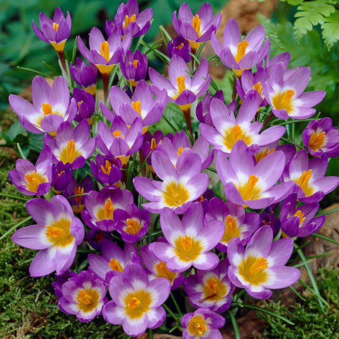 Hovedbilde Krokus Sublimis Tricolor - 25 knoller
