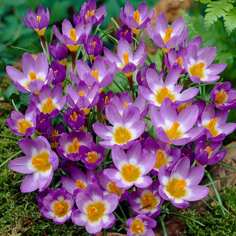 Krokus Sublimis Tricolor - 25 knoller