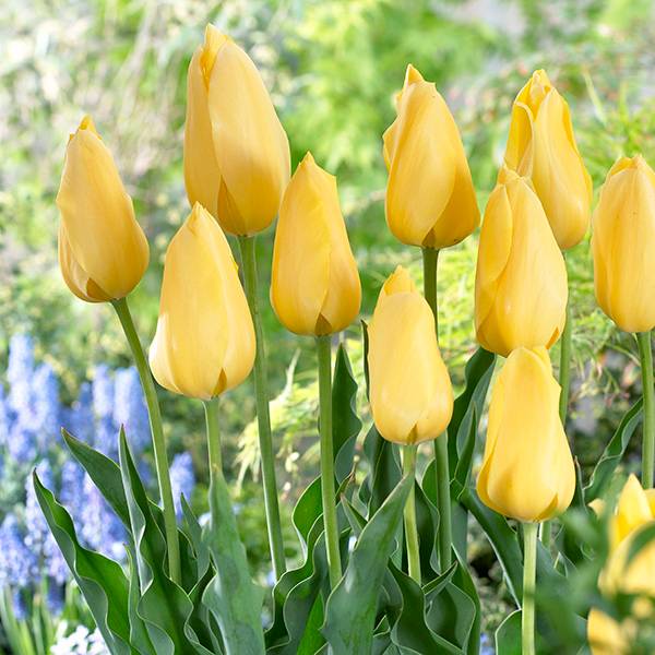 Bilde av Tulipan Big Smile - 10 løk
