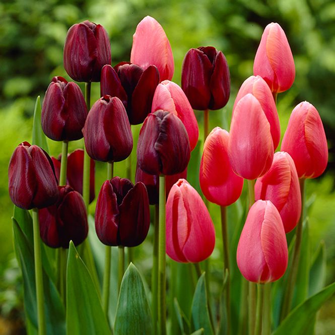 Hovedbilde Tulipan Queen of Night og Menton i sort og rosa - ...