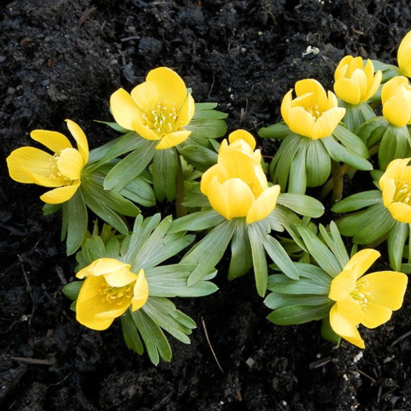 Eranthis cilicica - 10 knoller