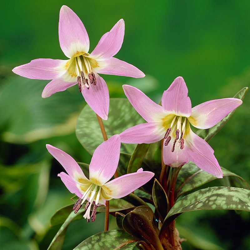 Erythronium dens-canis - 3 knoller