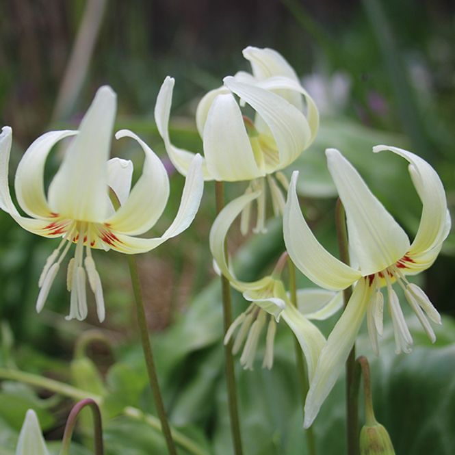 Hovedbilde Erythronium White Beauty. Hundetann - 3 løk
