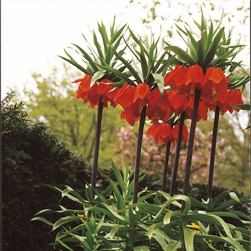 Fritillaria imperialis Rubra Maxima. Kjempekrone - 1 løk