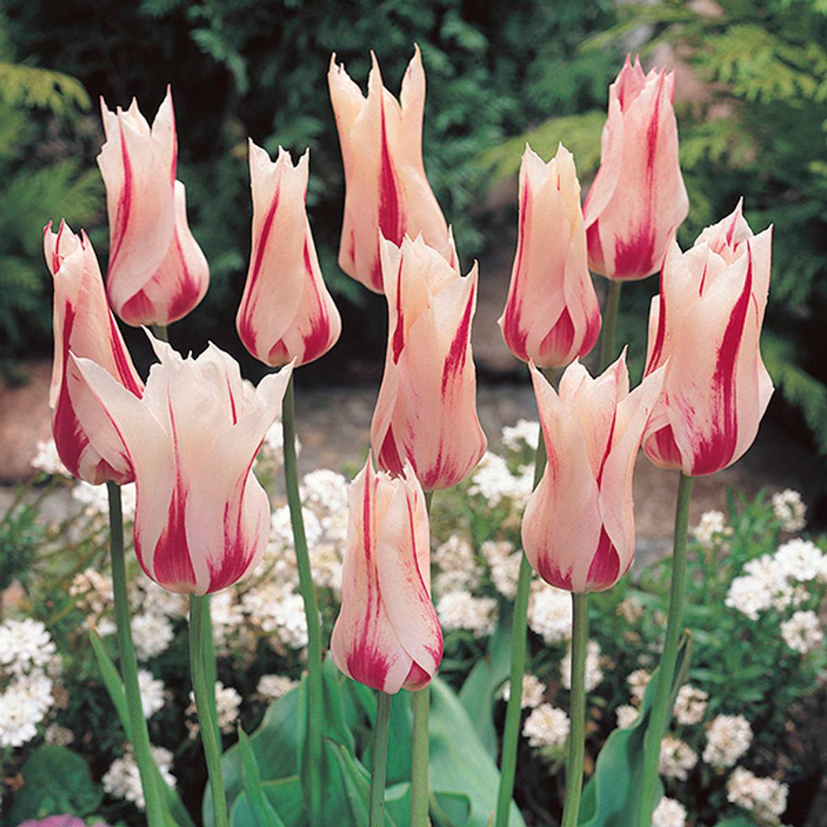 Tulipan Marilyn - 6 løk 