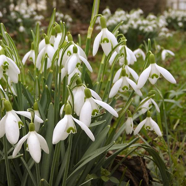 Bilde av Galanthus elwesii 'Mount Everest' - 7 løk