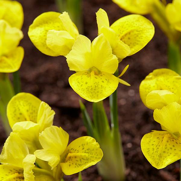 Bilde av Iris reticulata Yellow - 15 løk - Nyhet!