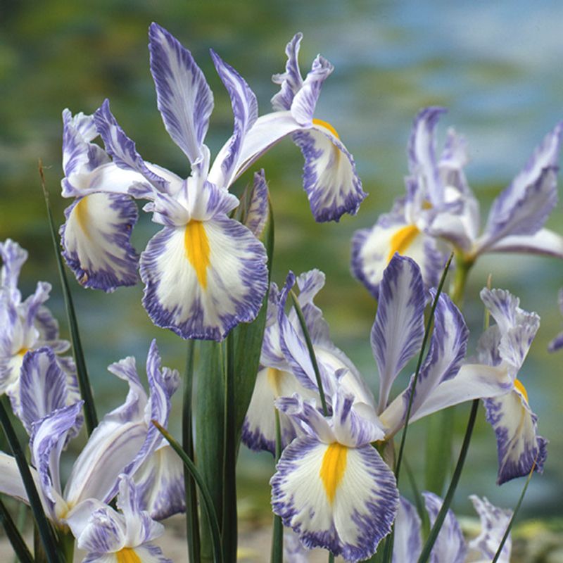 Iris hollandica Delft Blue - 10 løk