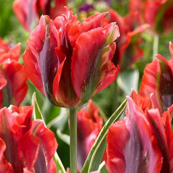 Bilde av Tulipan Hollywood - 8 løk - Nyhet!