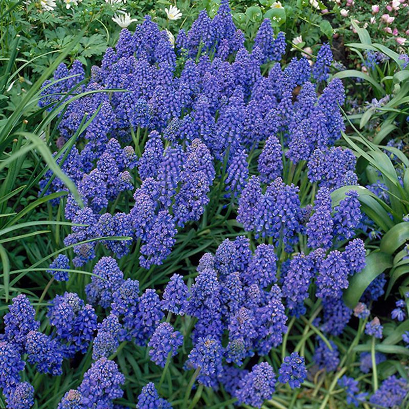 Muscari armeniacum. Perleblomst - 25 løk