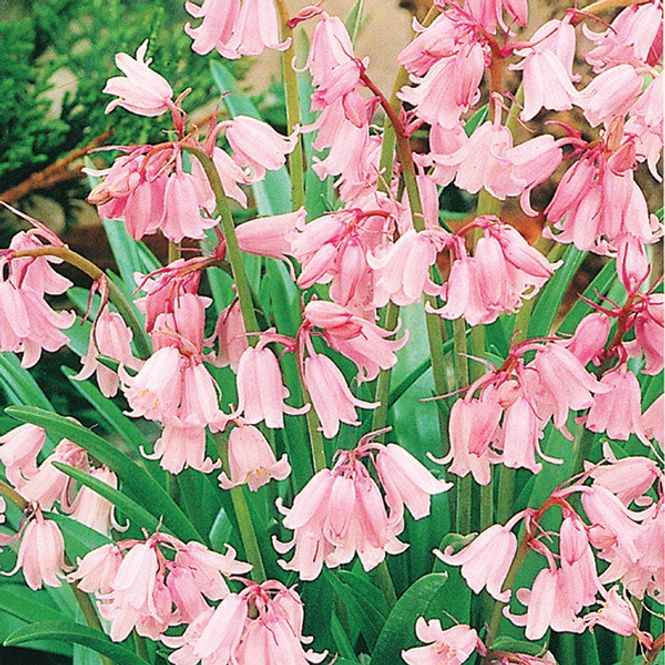 Hovedbilde Scilla hispanica, rosa - 10 løk
