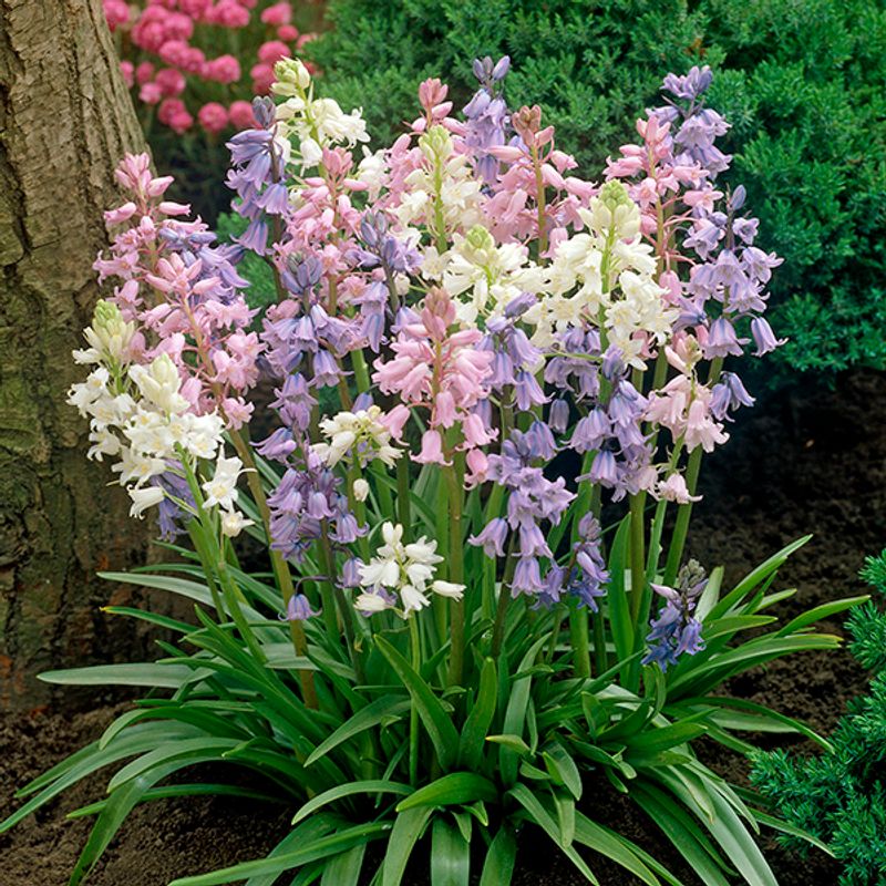 Scilla campanulata - 10 løk