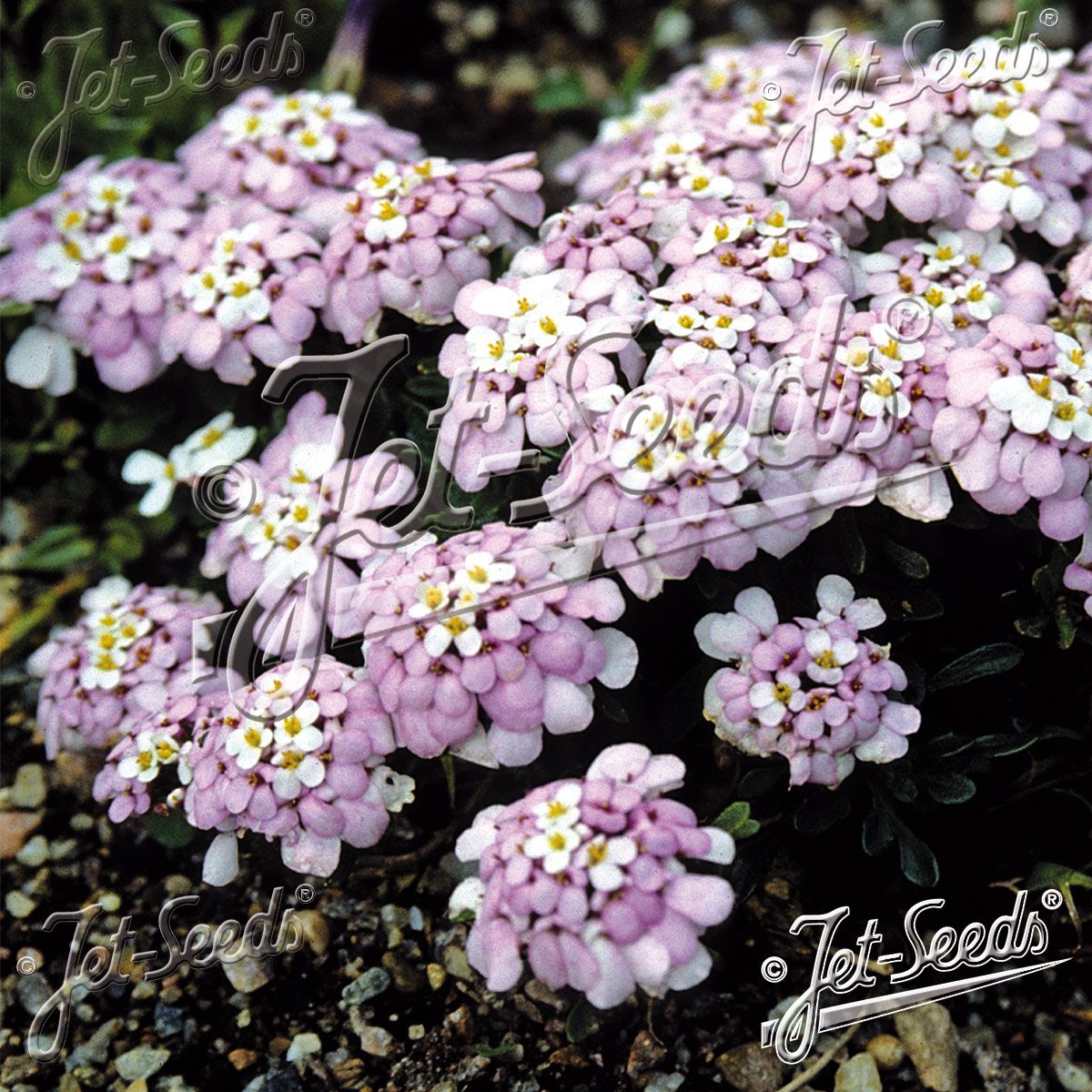 Iberis spathulata Candytuft. Snøsløyfe - Frø -