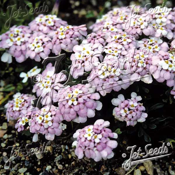 Hovedbilde Iberis spathulata Candytuft. Snøsløyfe - Frø -