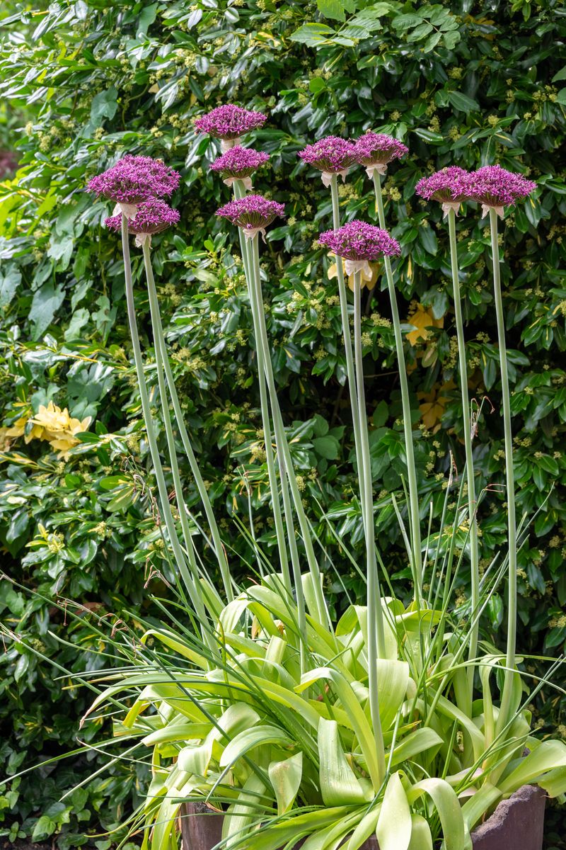 Allium Magic - 5 løk