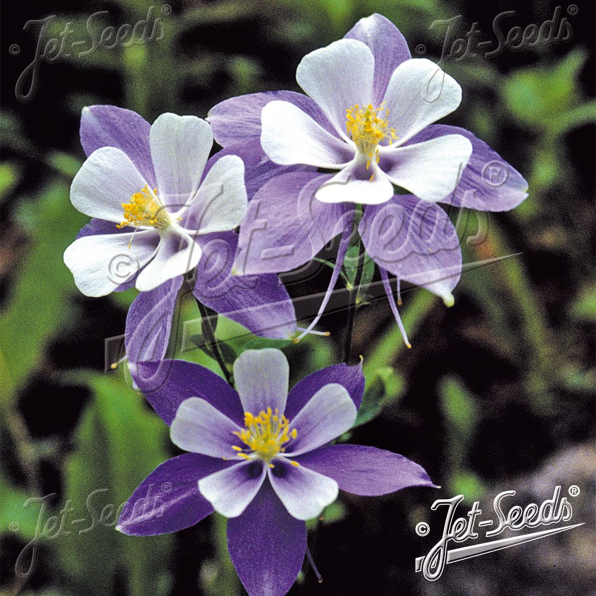 Aquilegia caerulea-hybrid Blue Star. Akeleie - Frø -