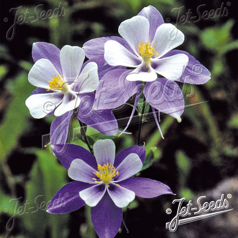Aquilegia caerulea-hybrid Blue Star. Akeleie - Frø -