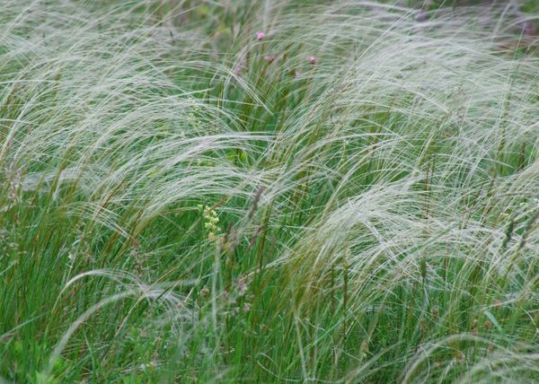 Hovedbilde Stipa tirsa Horsetail Feather Grass. Prydgress ...