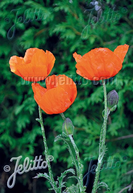 Papaver orientale-hybrid Prince of Orange. Valmue - Frø -