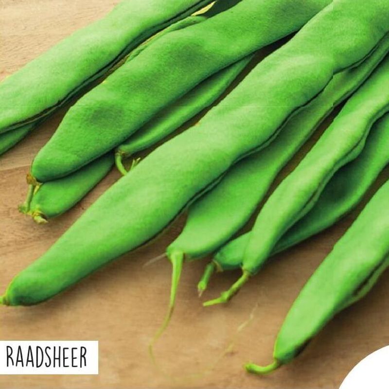 Klatrebønne/snittebønne Raadsheer -Frø-