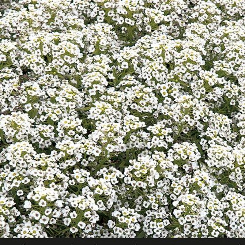 Alyssum  Snowcloth -Frø- Dodre