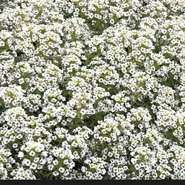 Hovedbilde Alyssum  Snowcloth -Frø- Dodre