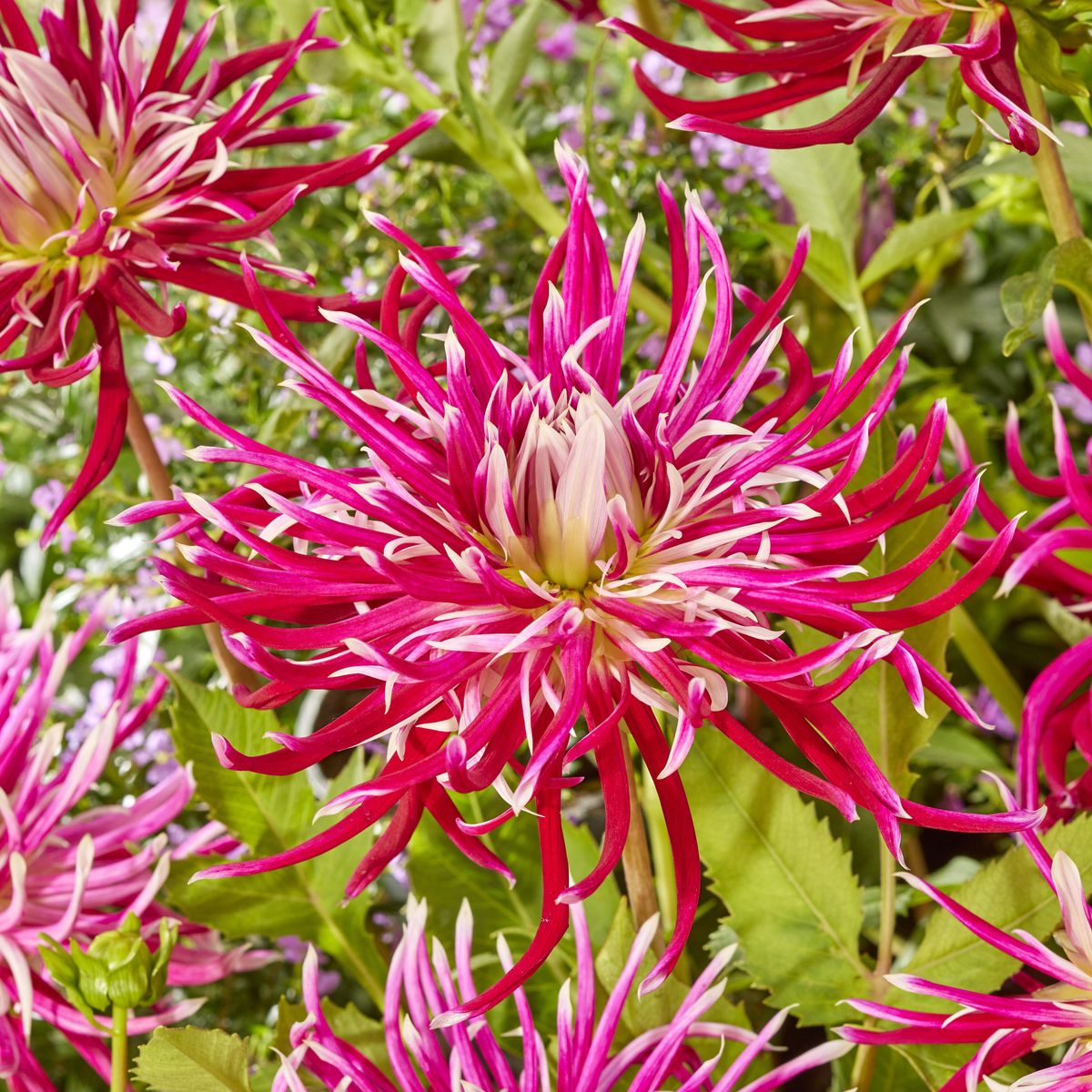 Dahlia Hollyhill Spiderwoman - 1 knoll