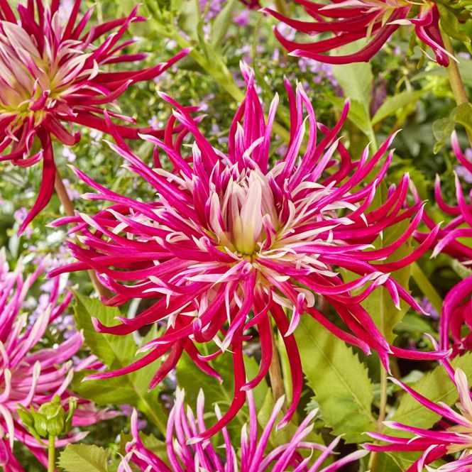 Hovedbilde Dahlia Hollyhill Spiderwoman - 1 knoll