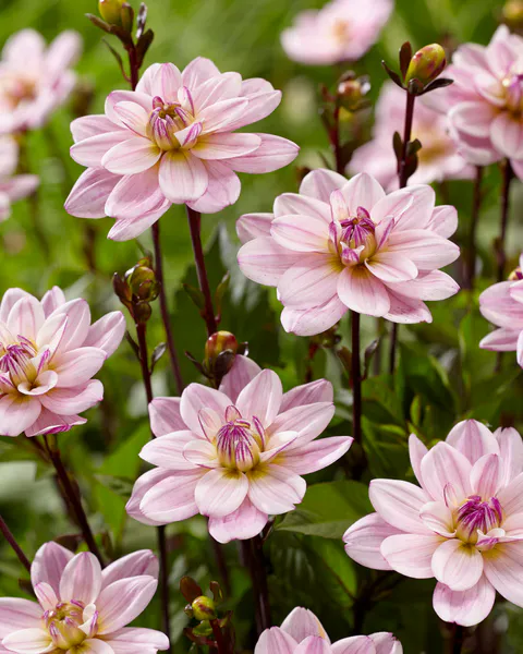 Hovedbilde Dahlia Pacific Jewel - 1 knoll 