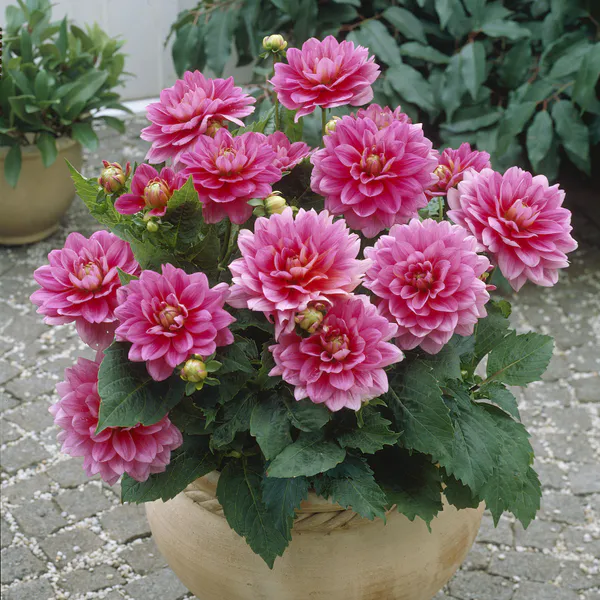 Hovedbilde Dahlia Bluesette - 1 knoll