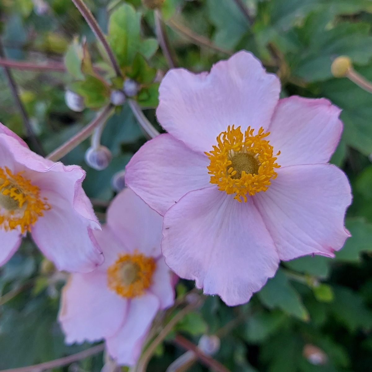 Anemone tomentosa Robustissima. Høstanemone  1 rot