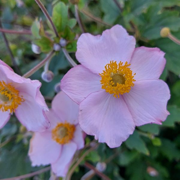 Hovedbilde Anemone tomentosa Robustissima. Høstanemone  1 ...