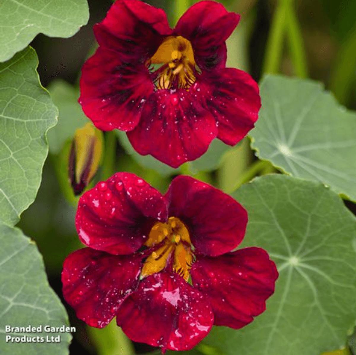 Tropaeolum majus Black Velvet. Blomkarse -Frø-