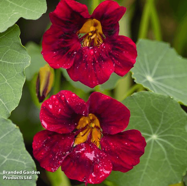 Hovedbilde Tropaeolum majus Black Velvet. Blomkarse -Frø-