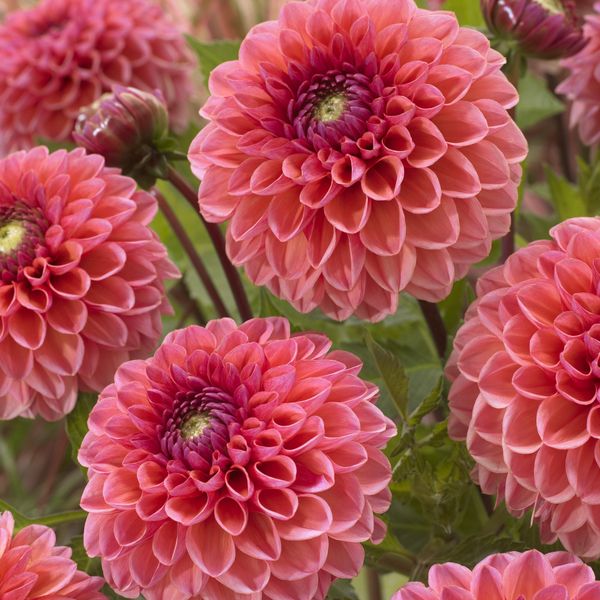 Hovedbilde Dahlia Daisy Duke - 1 knoll