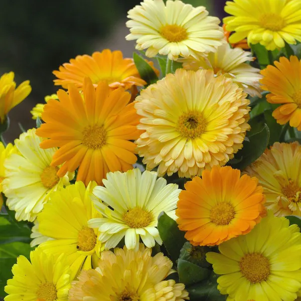 Hovedbilde Calendula officinalis Daisy fg Mix - Frø - ...