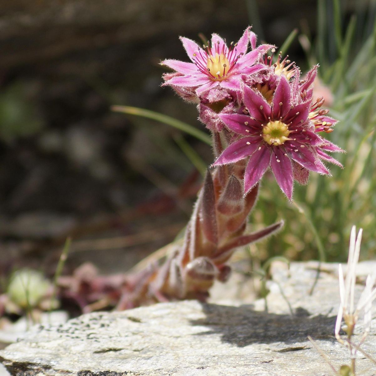 Sempervivum montanum. Bergtakløk - Frø -