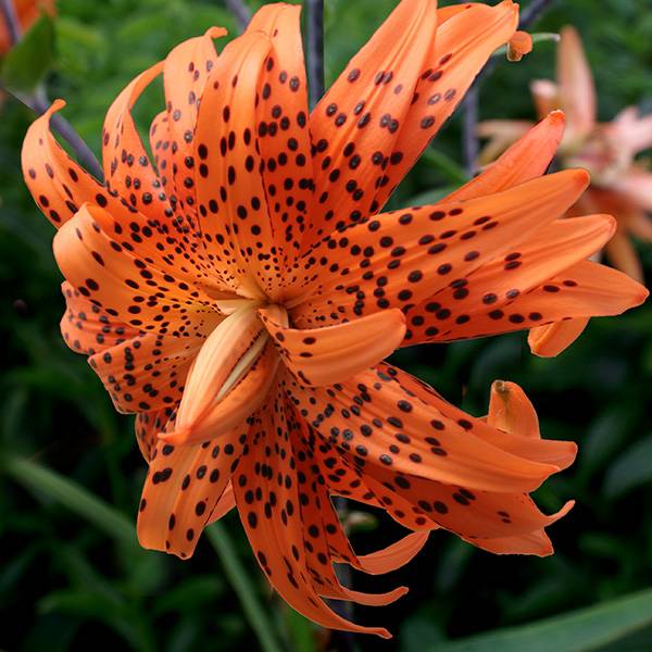 Bilde av Lilje Flora Pleno, dobbel - 3 løk