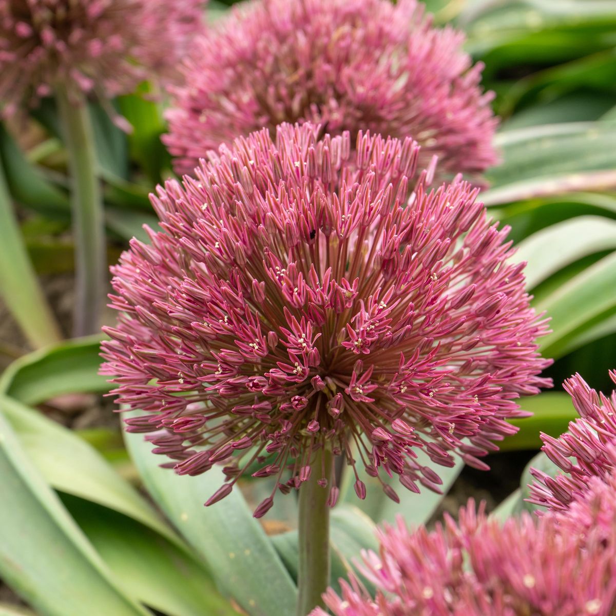 Allium Nevskianum  - 2 løk