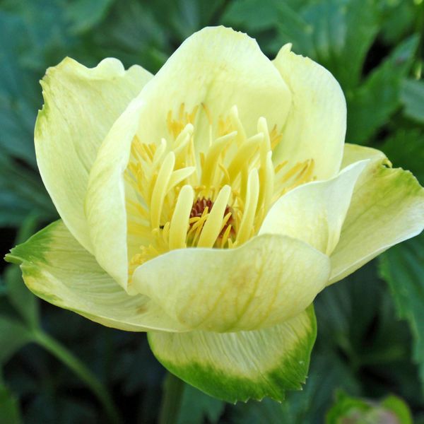 Bilde av Trollius cultorum Alabaster. Hageballblomst - 1 ...