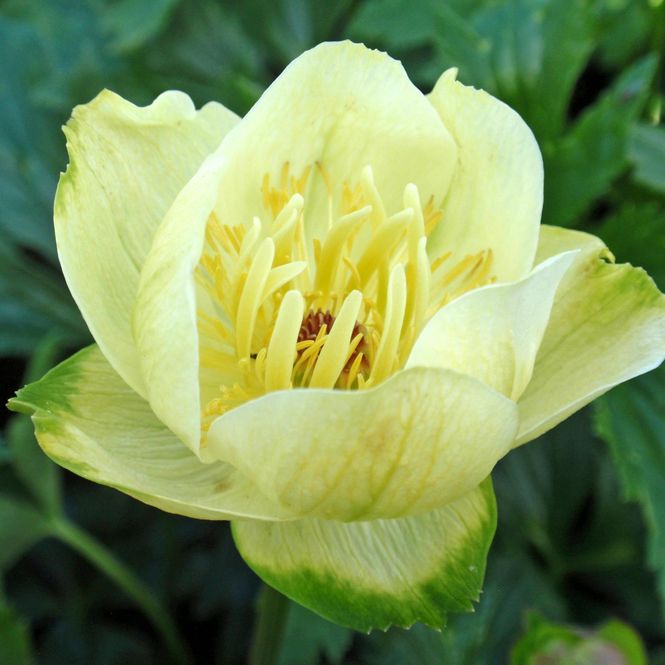 Hovedbilde Trollius cultorum Alabaster. Hageballblomst - 1 ...